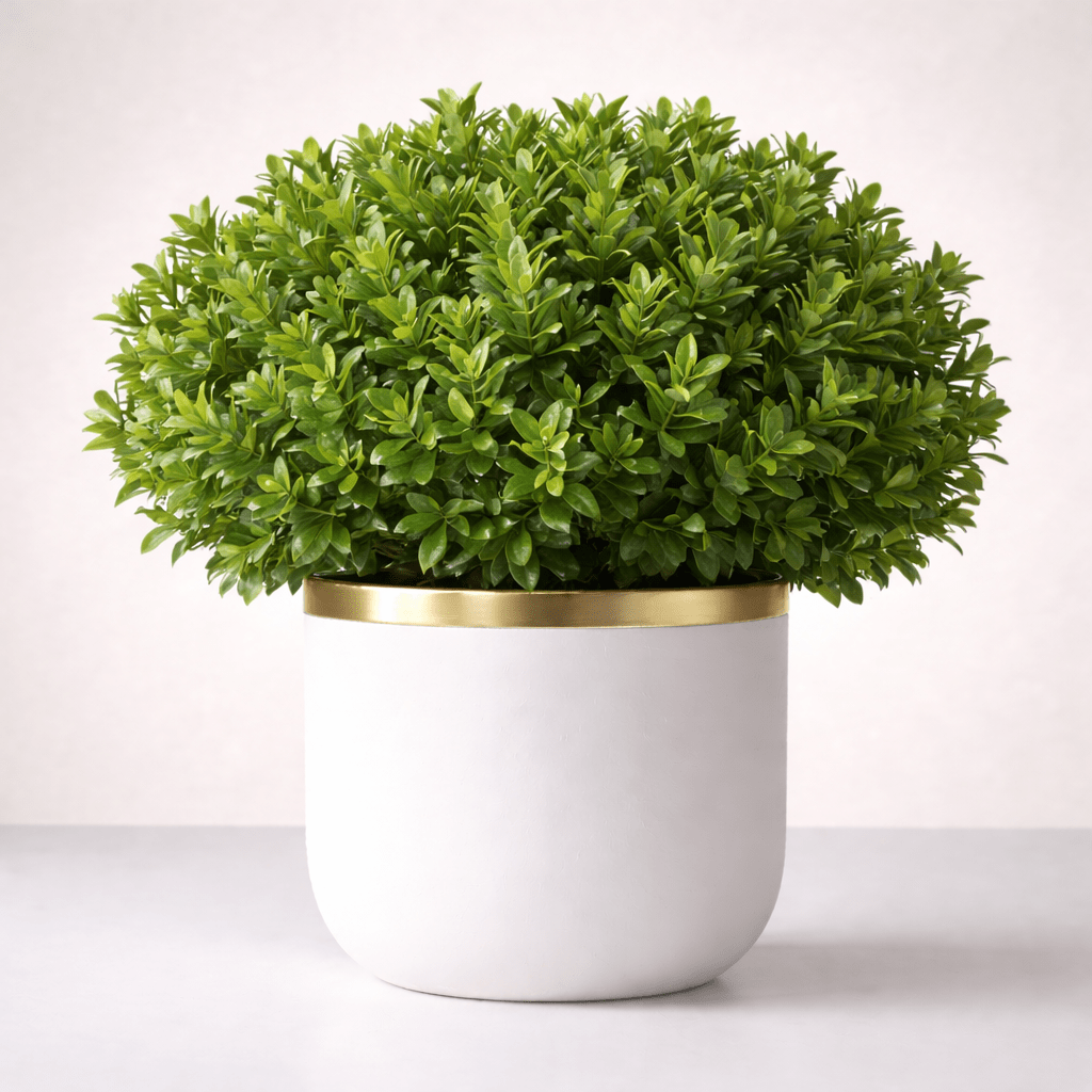 Boxwood Plant